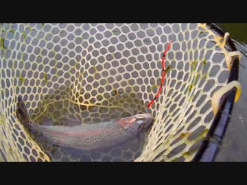 ゆっくり魚釣り研究記録 ファイル7