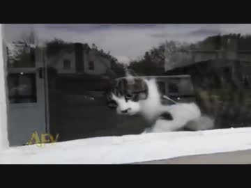 郵便配達員 vs. 猫