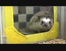 【ハリネズミ】掘りほり堀りほり【44日目】