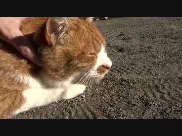 【公園猫戦争】暴虐の猫の嫁、敵対ファミリーに寝返る