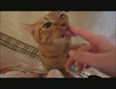 朝起きたらネコさんが待ち構えてた