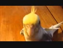 ポーペポ♪と鳴くオカメインコ