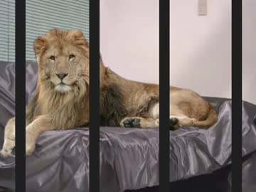 百獣を往く先輩