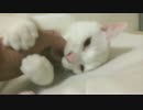 2014年猫の観察で眼にした珍プレーBEST5