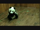 2014年12月27日中継のハイライト 成就（チェンジュウ）は丸太に乗ったり、降りたりする。