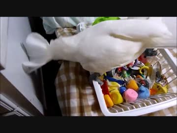 ここほれオウム