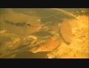 【アクア】南米スリナム川のマニアックな魚たち【字幕】画質向上版