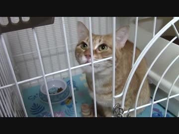 拾いねこ＠生後910/877日目　出して～