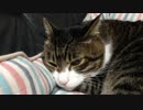 うちの猫の寝姿を撮影してみた（１２月３０日）