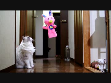 ぬいぐるみを吊るしてみた結果…