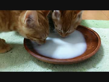 【拾い猫】ミルクのむです。