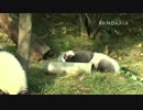 20141217 月亮産室 成就（チェンジュウ）は草地で転がって遊ぶ。 