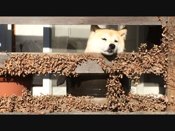 『変わりなく、鉢から見てたよ』