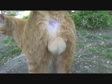 【猫のω】さようなら、ω　～reprise～