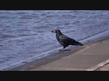 クルミハンター