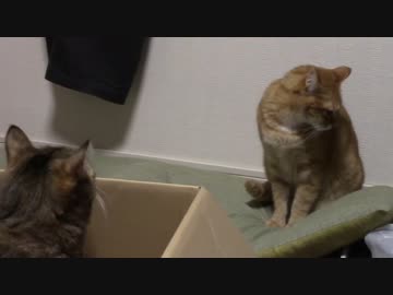 拾いねこ＠生後911/878日目　本年最後の動画うｐ、アコツキ体重測定