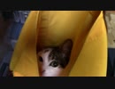 【生後256日】きょうの仔猫【蒼民家の猫々】