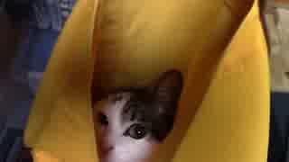 【生後256日】きょうの仔猫【蒼民家の猫々】