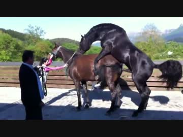 馬　繁殖種付け作業動画