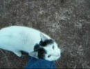 ノラ猫ニャンさん　突撃編