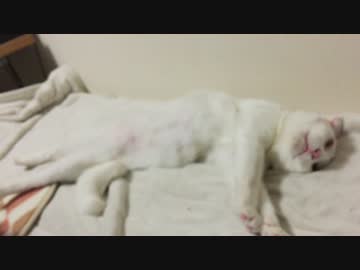 【宇宙猫】保護猫、猫の形状を保てず年越しを迎える