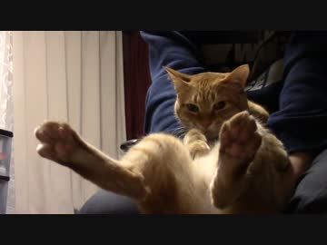 拾いねこ＠生後912/879日目　あけおめでーす！