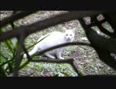 とある田舎の猫事情　～新年初モフリ・中編～