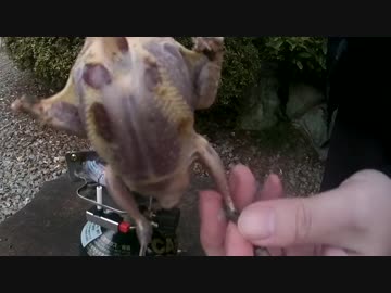 ヒヨドリの毛抜き他雑談（小鳥狙い出猟）　新米猟師ハンターライフ