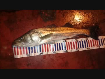 シーバス「君が来ているのは知っているよ・・・」