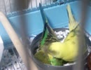 らいたとらんまる