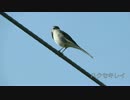 【鳥さんぽ】12月京都【初見３種】