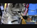 【生後258日】きょうの仔猫【蒼民家の猫々】