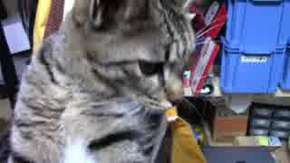 【生後258日】きょうの仔猫【蒼民家の猫々】