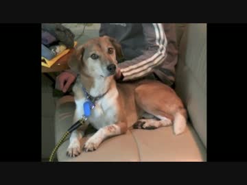 わんことうさぎ