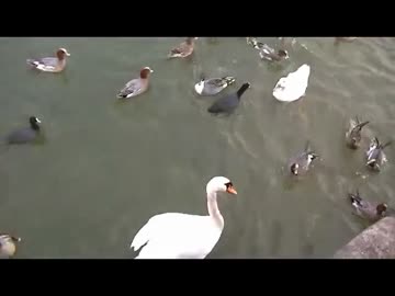 ホモと学ぶあひる VS白鳥編.mp4