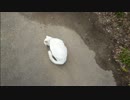 とある田舎の猫事情　～新年初モフリ・後編～