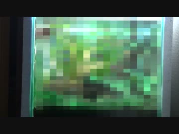 【ゆっくり】初心者が水槽を立ち上げる その10