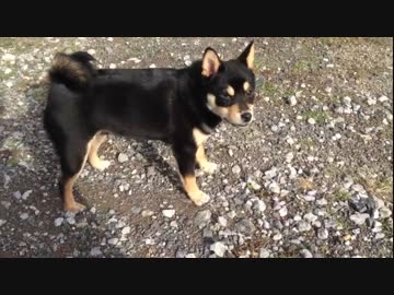 【豆柴】柴犬の放牧【大豆】