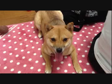 【豆柴】柴犬と遊ぶ【よもぎ】