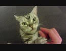 【きゃりこ】猫カフェでオヤツを貢ぎまくってみた