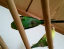 けもけもインコ