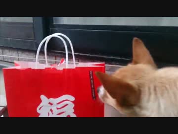 もっと愛犬ナナと暮らしましょう（2年と268日目）～犬福袋～