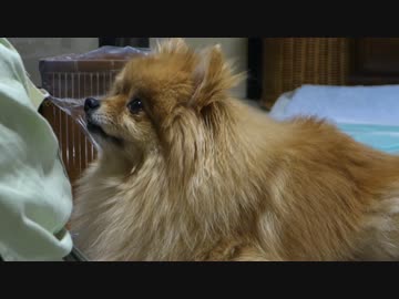 たまに真顔でこっちを見ながら、眠いけどおこぼれを待つポメラニアン。