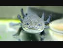 水槽の立ち上げ5（成長記録）.mp4