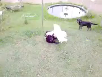 ホモと学ぶあひる VS犬編.mp4