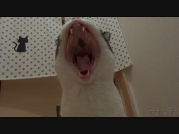 猫かめはめ波ぁ！