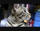 【生後259日】きょうの仔猫【蒼民家の猫々】
