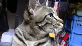 【生後259日】きょうの仔猫【蒼民家の猫々】