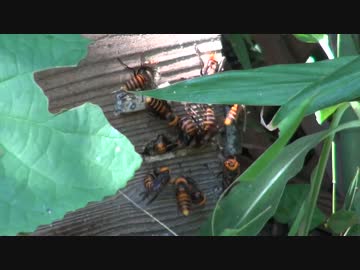 【凄惨】スズメバチに襲撃されるミツバチの巣