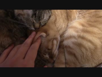 拾いねこ＠生後915/882日目　画面が猫猫しています。